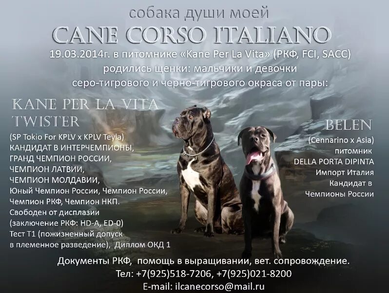 Допуск в разведение ркф. Кане корсо стандарт породы ркф. презентация собаки для вязки. презентация кобеля кане корсо. презентация кобеля для вязки.