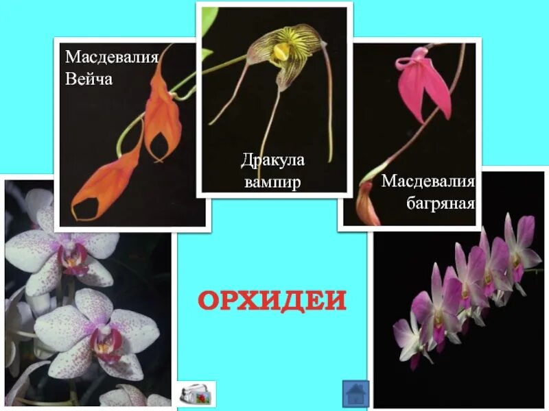 Эндемиком южной америки является. Эндемики южной америки. эндемики южной америки растения. эндемики южной америки животные. эндемики южной америки растительность.