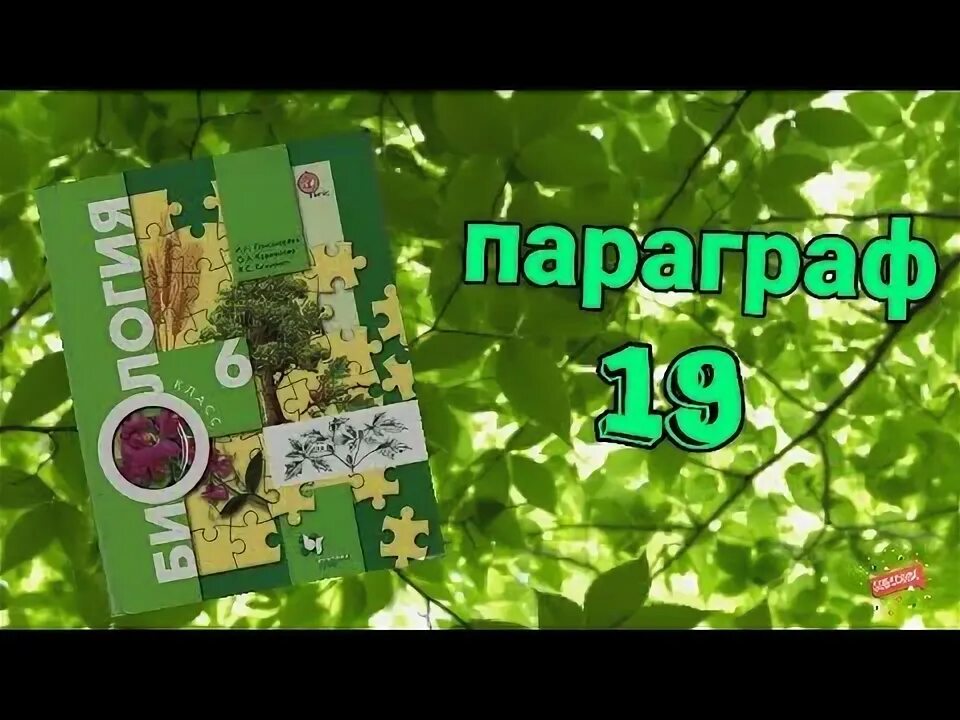 Биология 6 класс параграф 13. Пономарева 5-6 класс биология. Биология 6 класс параграф 24. Биология 6 класс 17 параграф.