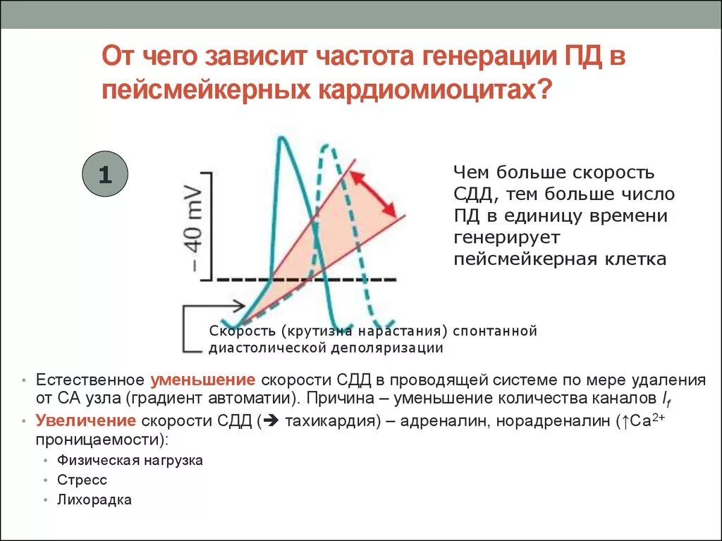 Зависимость частоты от м. От чего зависит частота. Частота зависит от. Пд пейсмейкерного кардиомиоцита. Частота зависит от скорости.