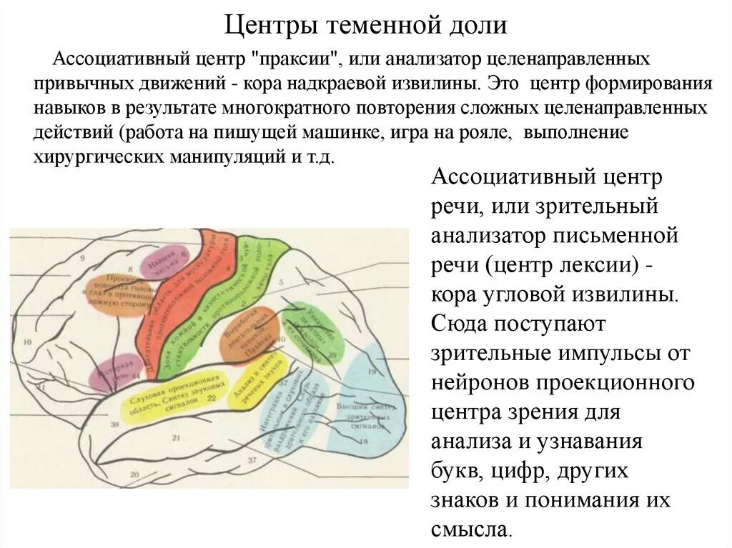 Центры в теменной доле. Анатомия теменной доли неврология. Корковые центры теменной доли. Корковые анализаторы в теменной доле.