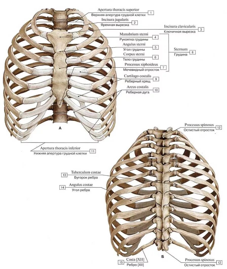 Строение грудной клетки человека анатомия скелета. Строение грудной клетки спереди. Скелет туловища грудная клетка ребра. Грудная клетка вид сбоку анатомия. Верхний край ребра