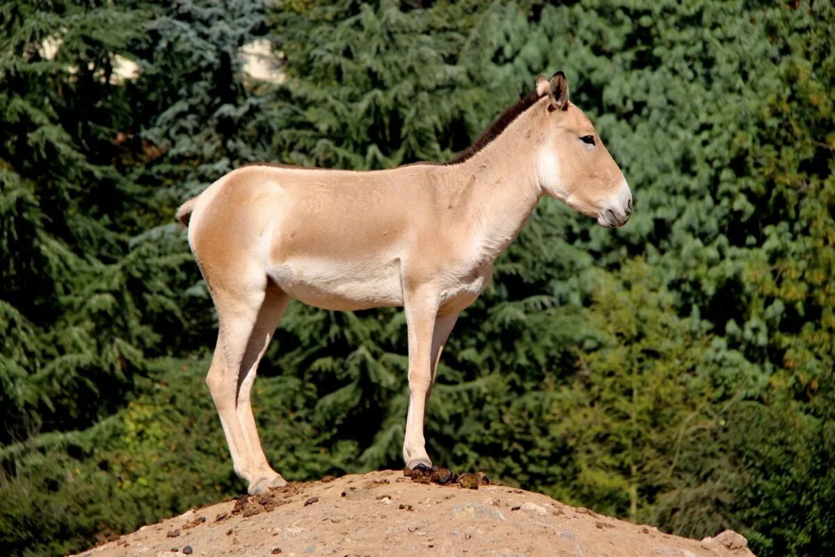 Туркменский Кулан. Сирийский Кулан. Монгольский Кулан. Кулан (Equus hemionus). Дикий осел средней центральной азии