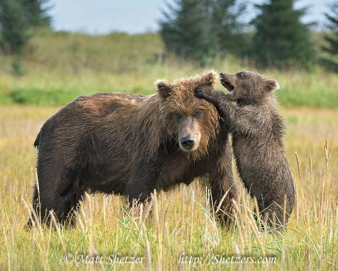 Медведь пищухоед Пржевальского. Медведь или Орел. Медведица или. Медведь Гризли против Волков.