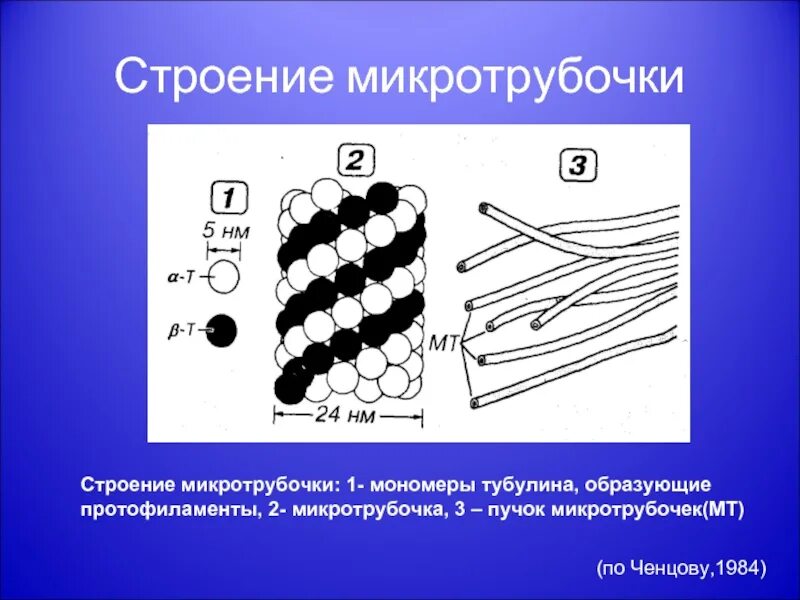 Какая структура образована микротрубочками