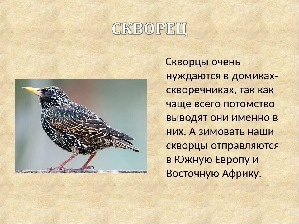 Сколько живут скворцы. Скворец Сибирский. Скворец описание. Скворец птица описание. Сообщение о скворце.