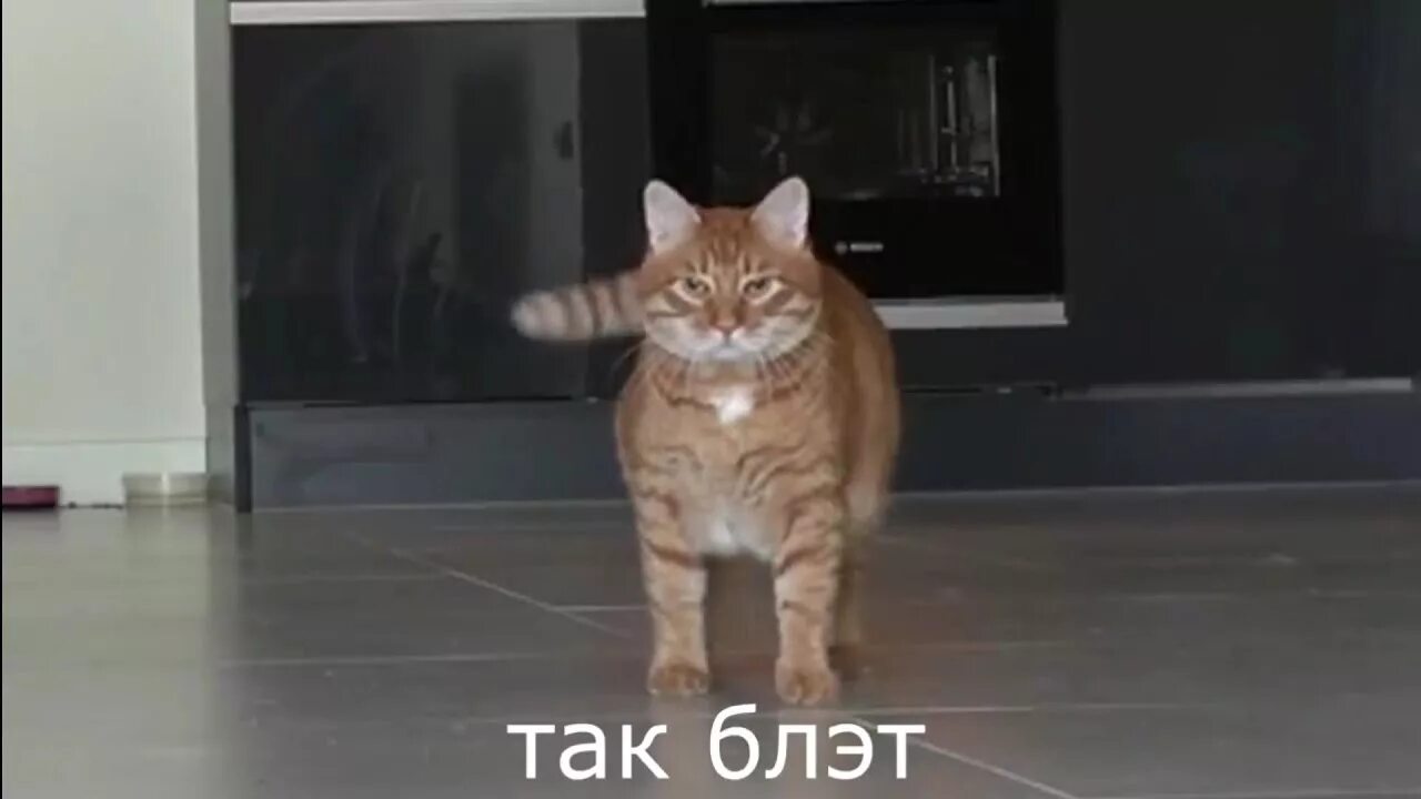 Кот брайана мапса. Тигра брайан мапс. кот брайана мапса тигра. кот тигра брайан мапс. брайан мапс с котом.