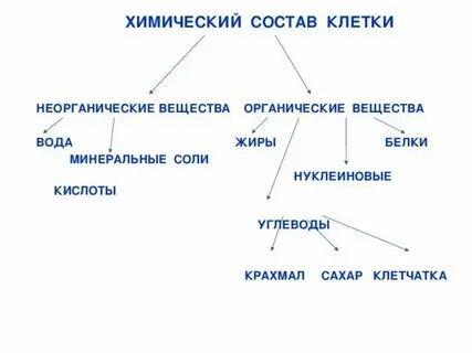 Химический состав клетки белок