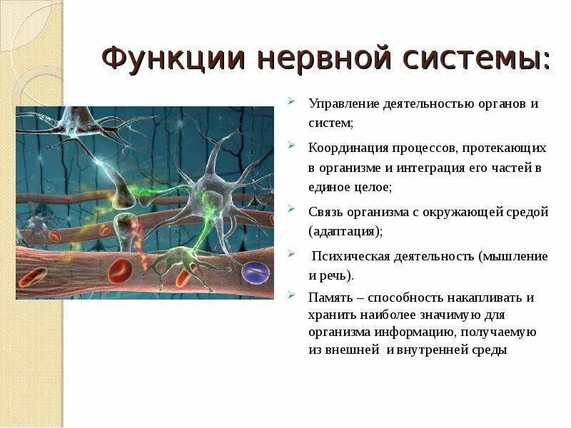 Функции нервной системы. Основные процессы, протекающие в нервной системе:. Основная функция нервной системы. Нервная система функции системы.