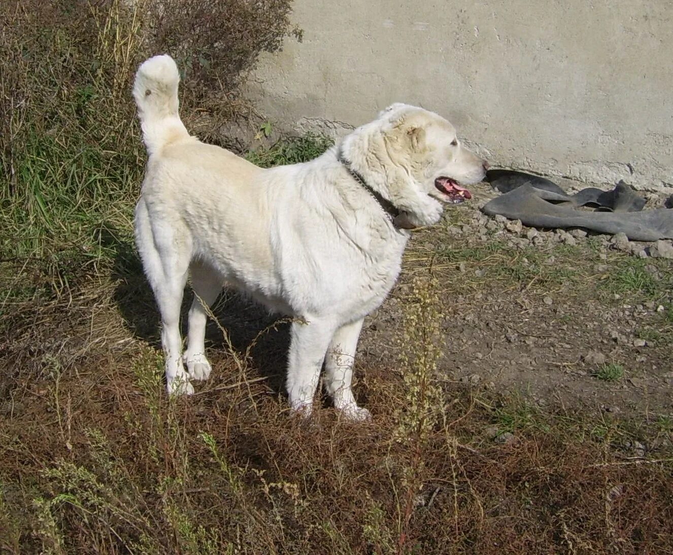 Алано эспаньол собака. Порода алано эспаньол. Собаки осетии. Осетинский алано. Алабай султан.