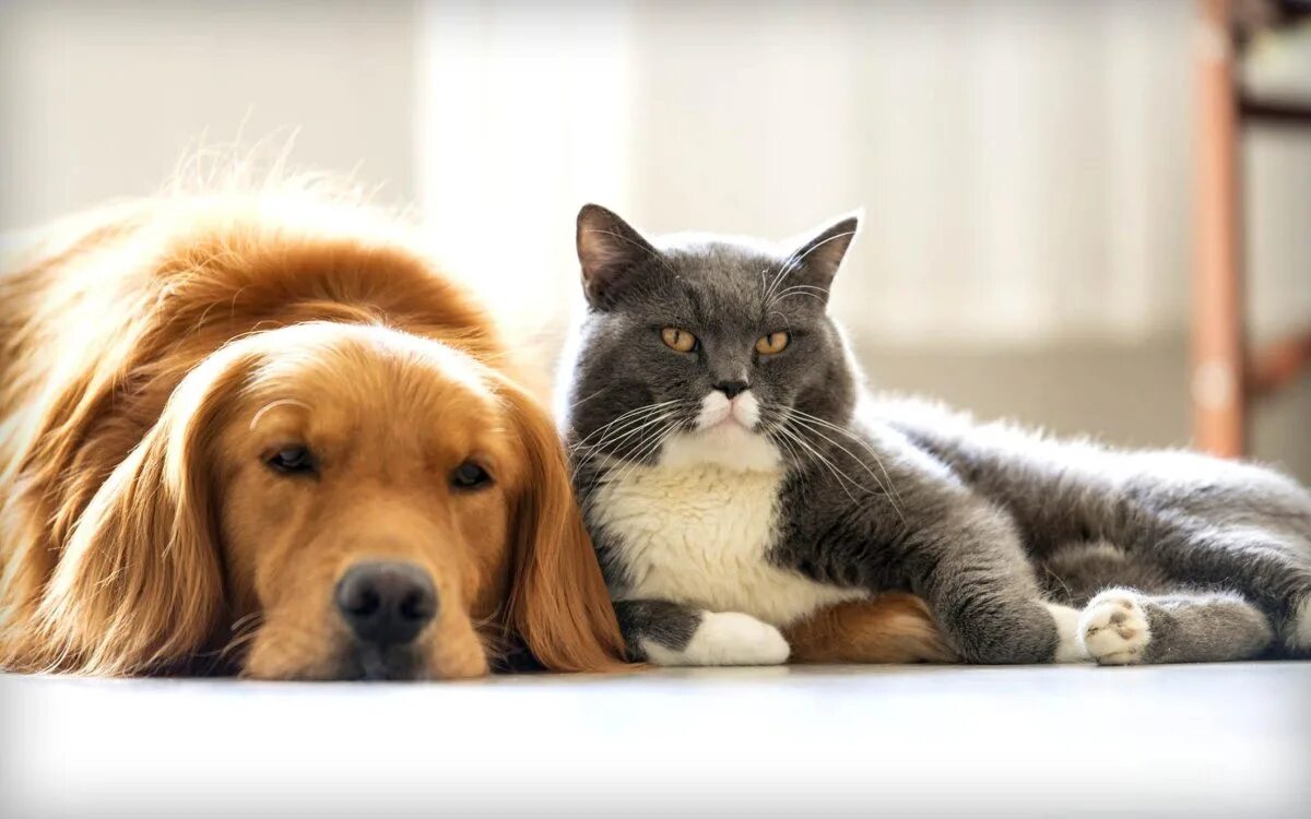 Собакам и котам можно