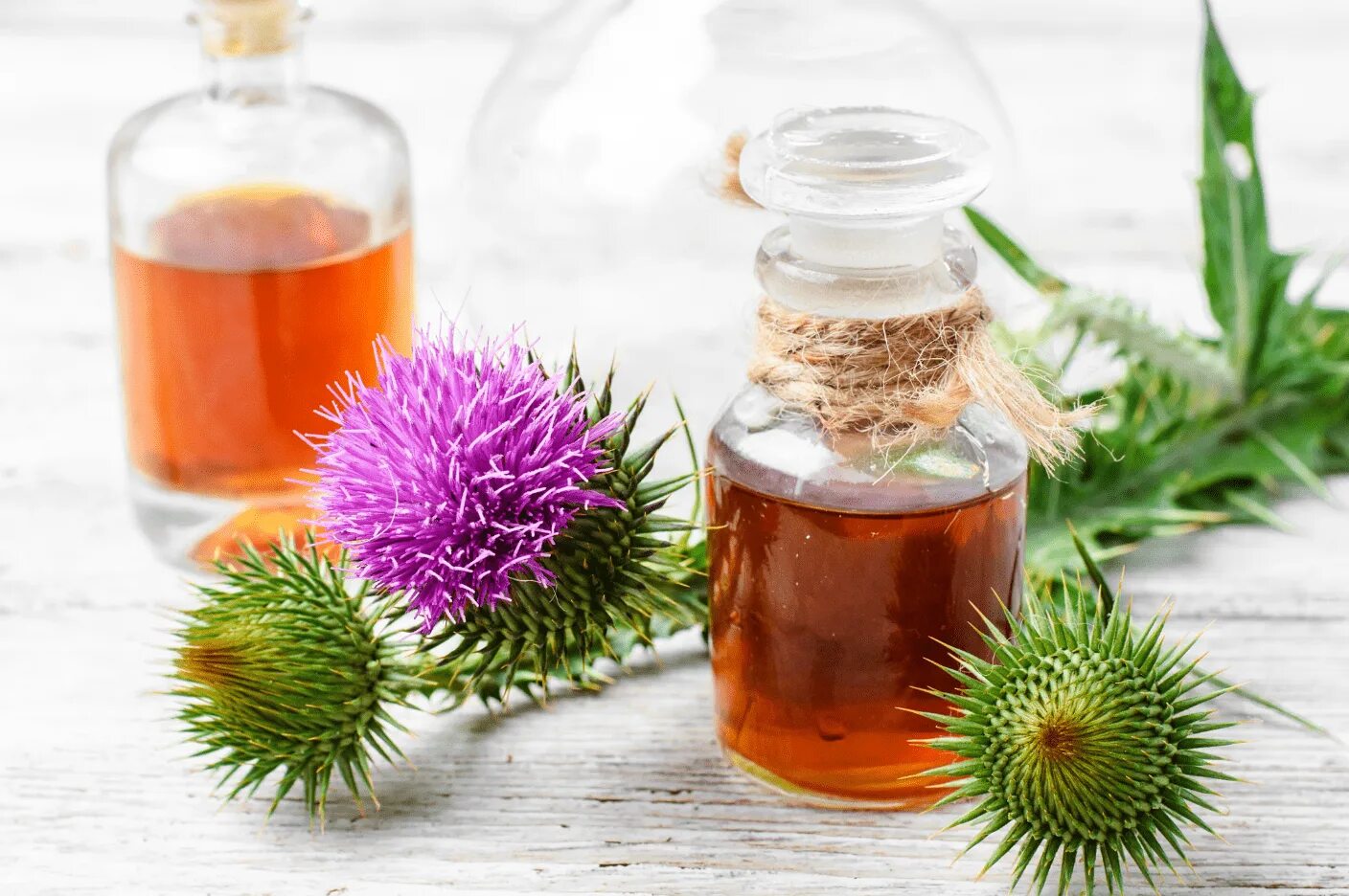 Вода полезна для печени. Расторопша Milk Thistle. Масло расторопши холодного отжима. Мята расторопша. Отвар трав.