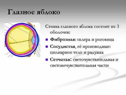 Из чего состоит оболочка