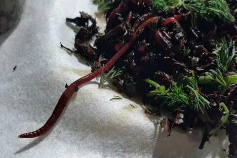 Правильный червь