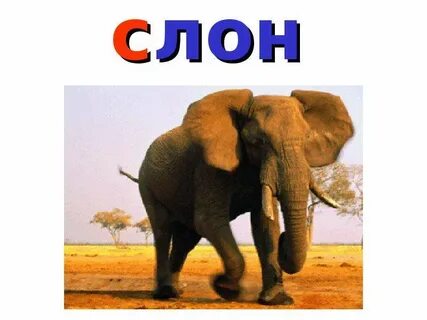 Окружающий мир 1 класс слоны