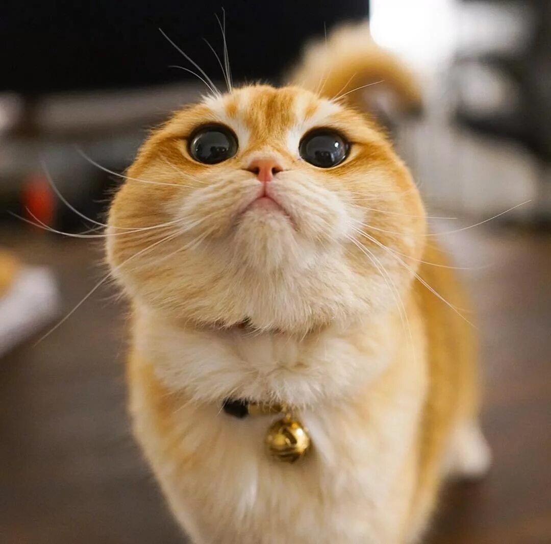 Кот-мем