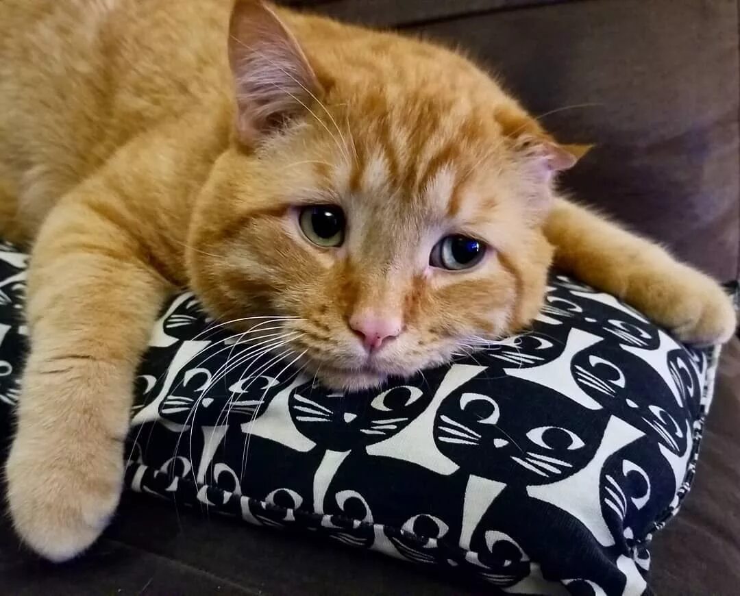 Кот расстроился. Рыжий кот. рыжий котик. грустный рыжий котик. грустная рыжая кошка.
