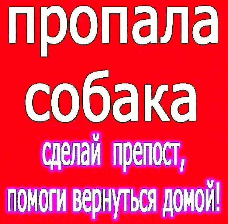 Пропала собака помогите. Потерялась собака. Срочно пропала собака. Сос пропала собака. Сос потерялась собака.