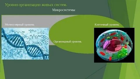 Какие уровни организации растения выделяют