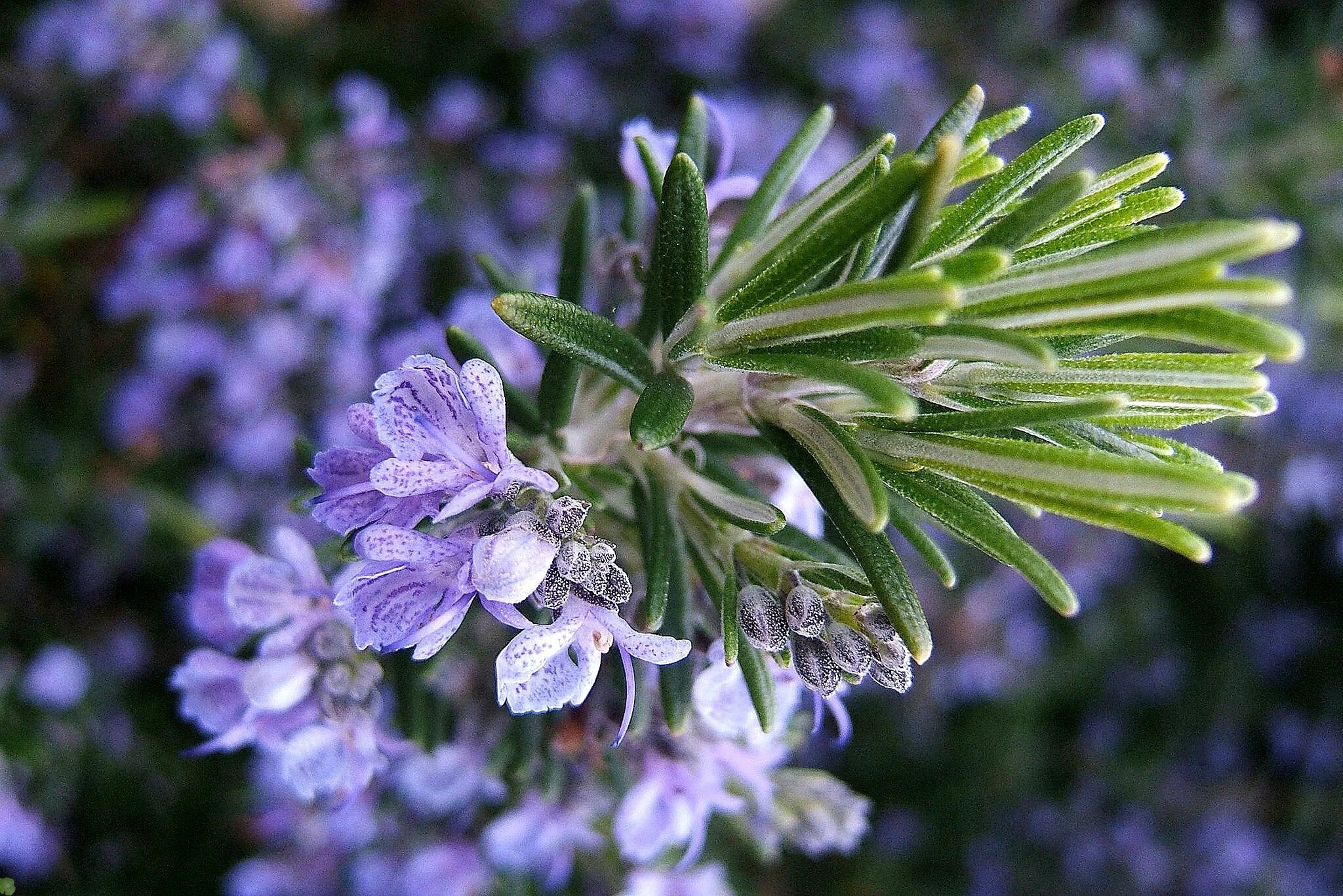 Как цветет розмарин. Розмарин officinalis. rosmarinus officinalis prostratus. розмарин лекарственный (rosmarinus officinalis). rosmarinus officinalis растение.