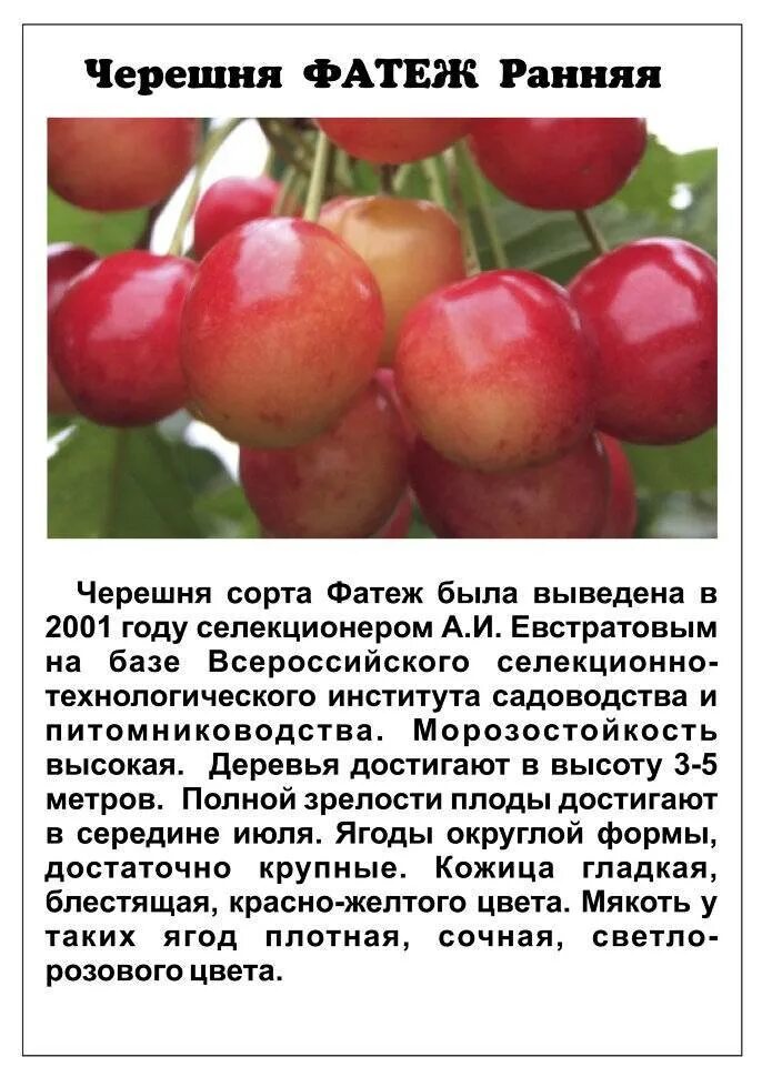 Характеристика сортов черешни. Черешня фатеж описание сорта. сорт черешни фатеж. черешня одринка описание сорта. черешня ипуть описание сорта.
