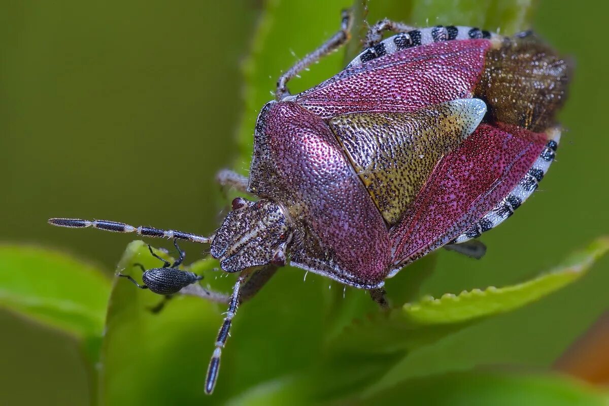 Клоп щитник ягодный какое развитие. Клоп ягодный Dolycoris baccarum. Dolycoris baccarum - щитник ягодный. Клоп щитник. Жук щитник.