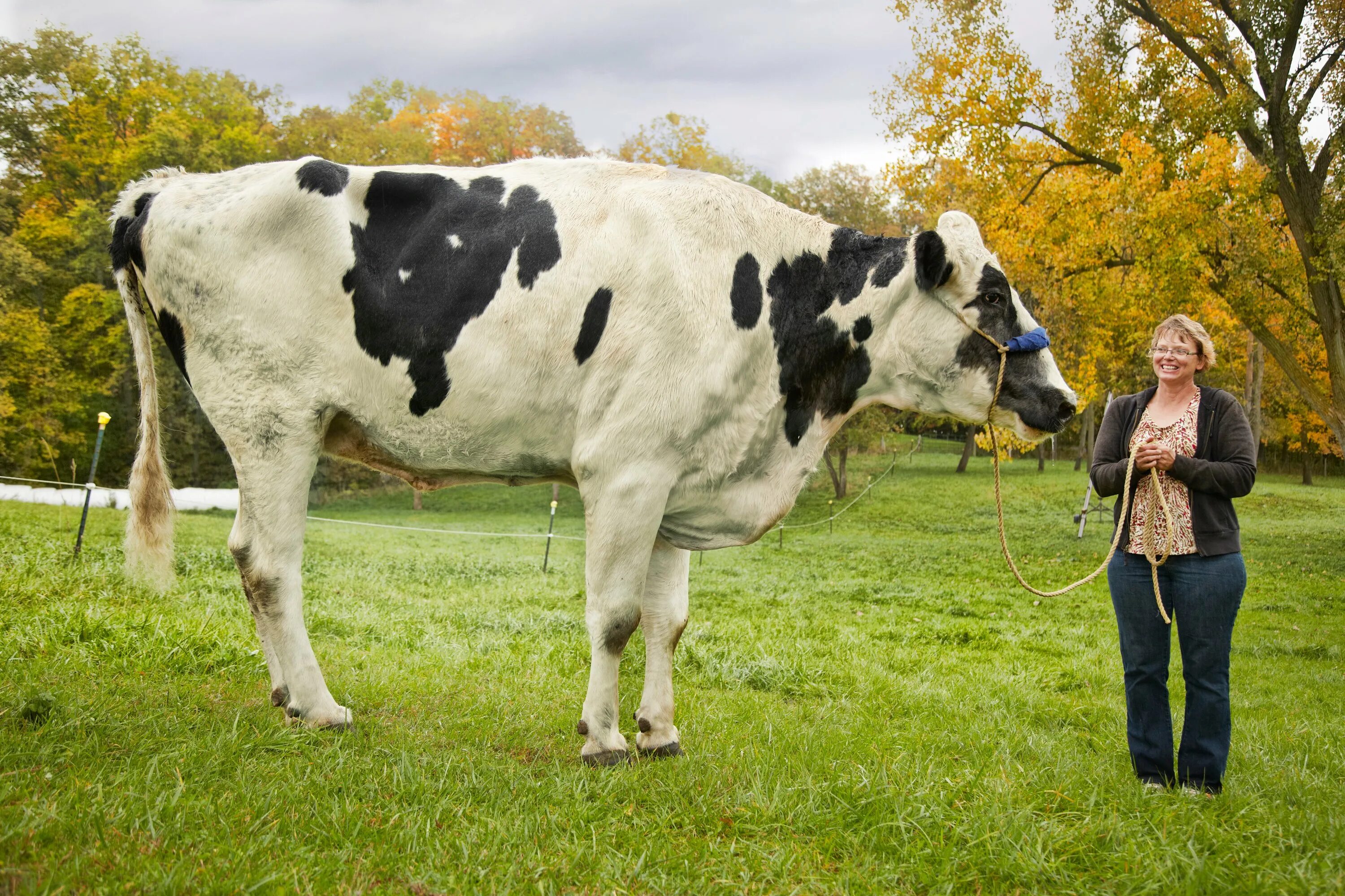 Большой бык. Маунт Катадин корова. Самая большая корова в мире Маунт Катадин. Голштинско-дурхамский гибрид. Старая корова.