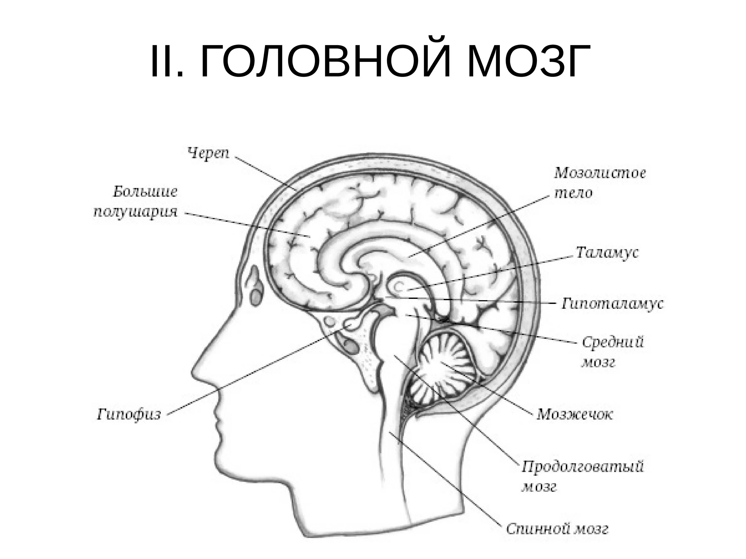 Большое полушарие мозолистое тело мост гипоталамус. Строение головного мозга. Строение головы. Строение черепа и головного мозга. Строение головного мозга человека.