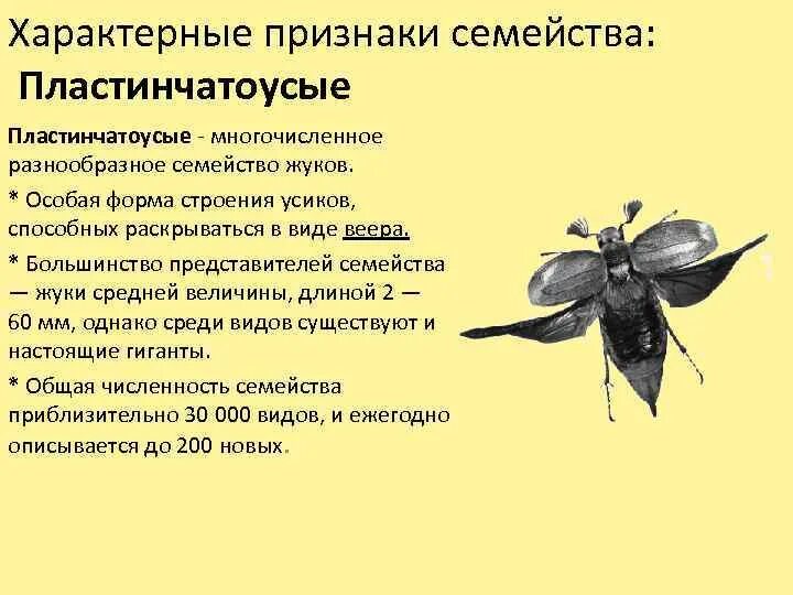 Функции усиков у майского жука. Классификация майского жука. признаки майского жука. жуки характерные признаки.