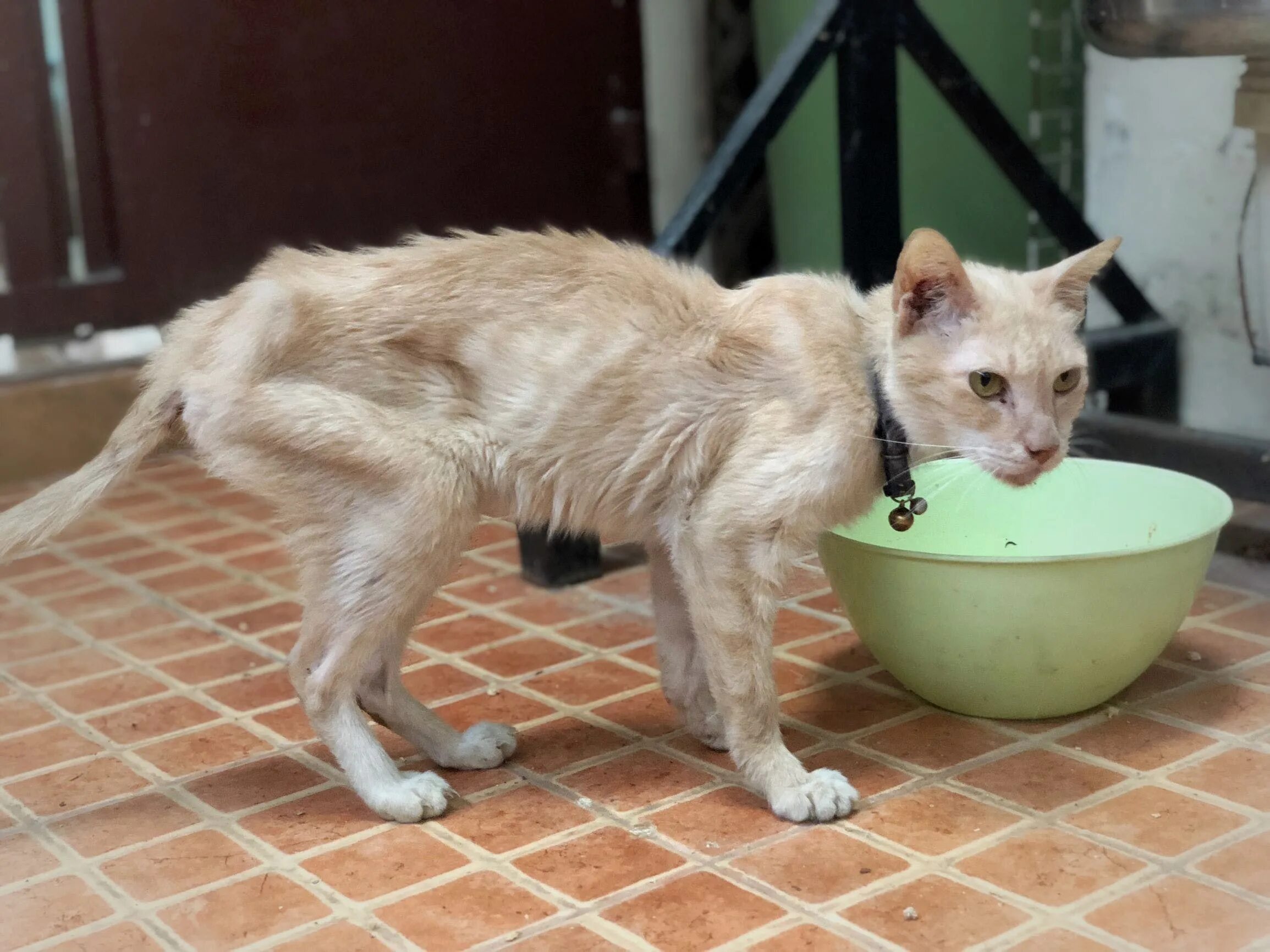 Панлейкопения (Кошачья чума). Худая кошка. Очень худой кот.