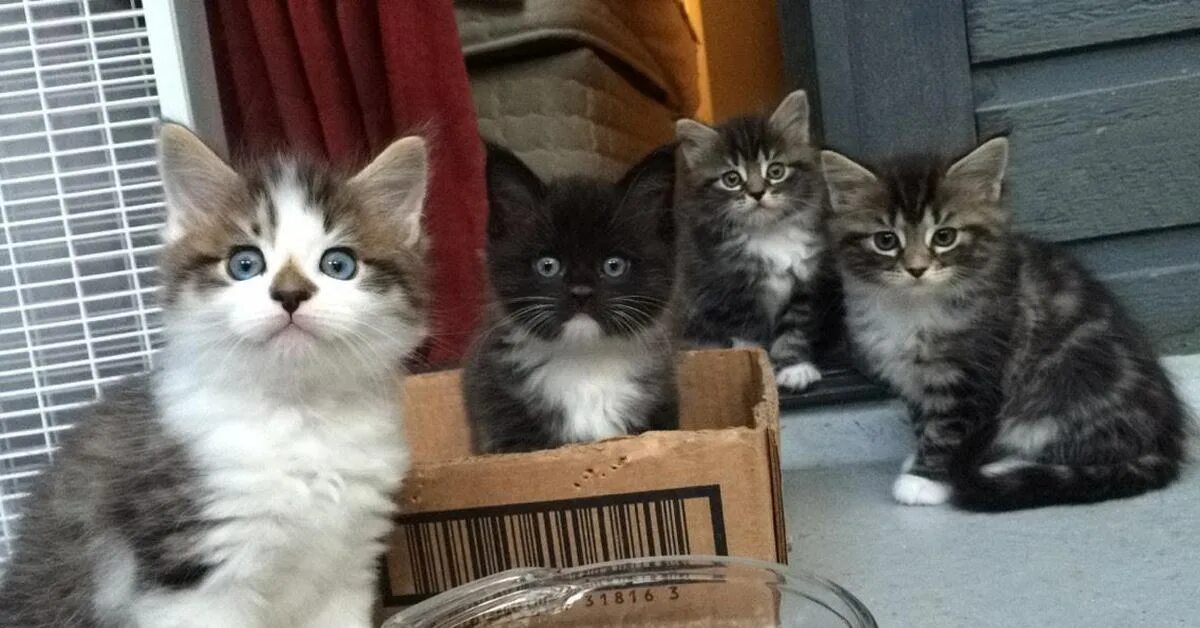 Группа котятки. Группа про кота. Много котиков. 4 кота. Семья кошек.