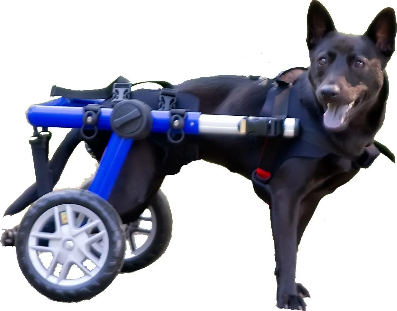 Коляска для собак на задние лапы. МАРКМОБИЛЬ инвалидные коляски для собак. Инвалидные коляски Dog wheelchairs. Коляска Квадро для собак инвалидная. Складная инвалидная коляска для собак Walking Dog.