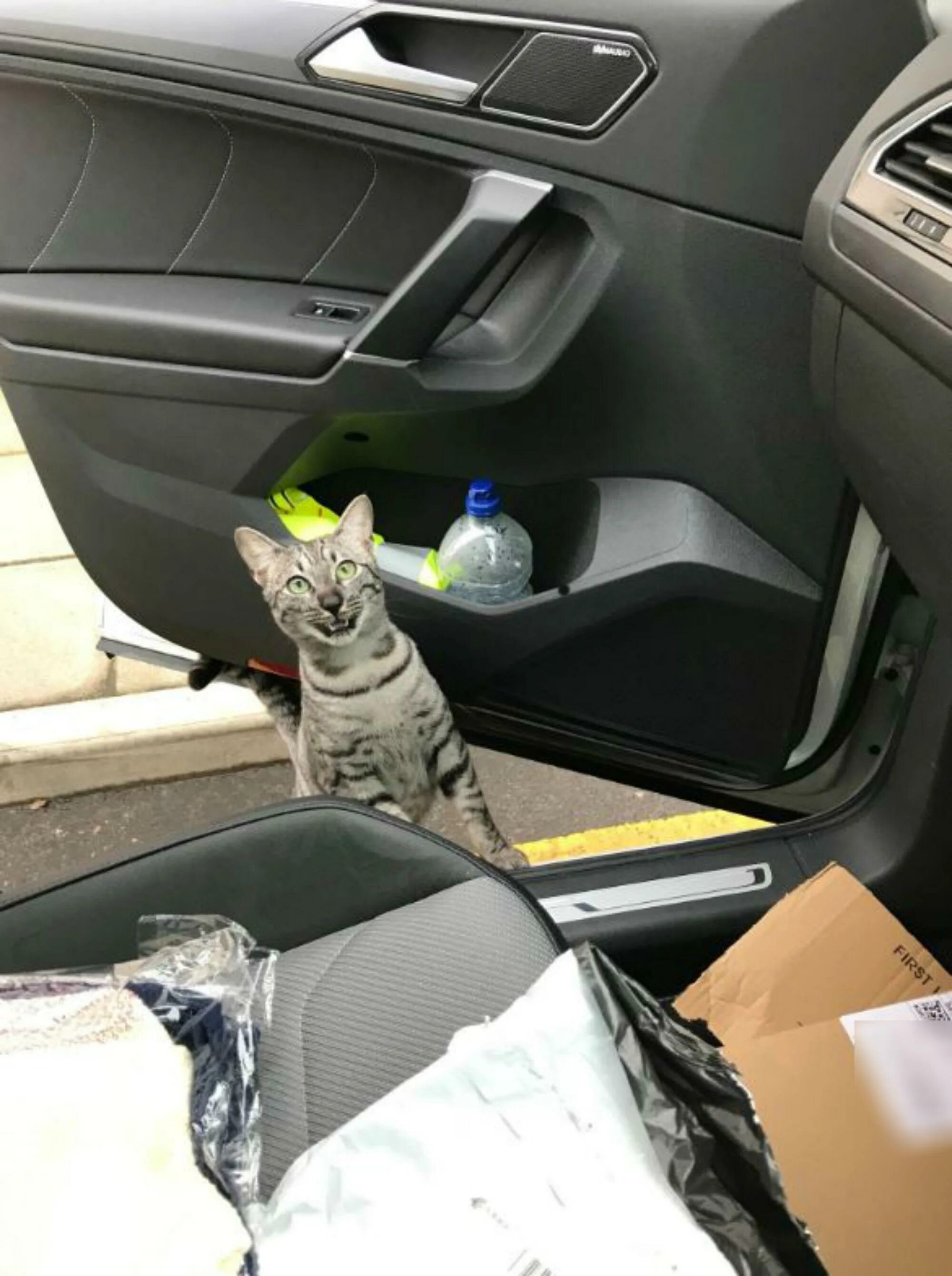 Кот в машине. Котик на автомобиле. Кот едет. Котик едет на машине. His cat likes