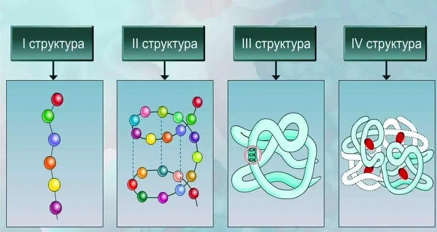 Белки 11 класс биология. Первичная структура белка структура. Белки химия первичная структура белка. Первичная структура белка это в биологии. Первичная структура белка изображение.