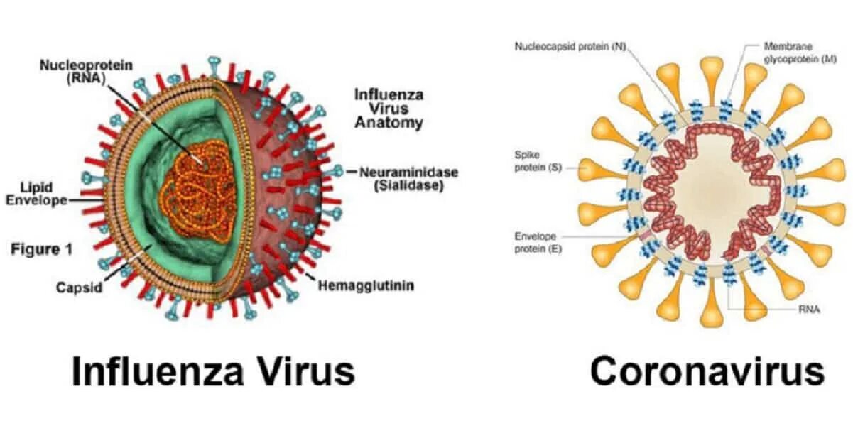 Коронавирус строение вируса. Коронавирус строение Covid 19. Структура коронавируса 19. Коронавирус вирус строение рисунок. Признаки коронавируса полный список
