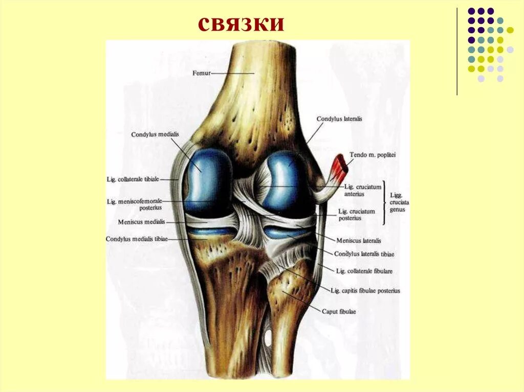 Строение суставно-связочного аппарата. Эпифиз кости коленного сустава. Сустав в колене скелет.