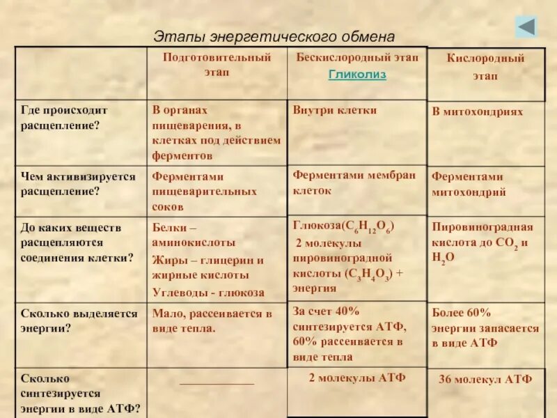 На подготовительном этапе обмена происходят. Где происходит подготовительный этап энергетического обмена. Охарактеризовать основные этапы энергетического обмена. Схема процессов энергетического обмена подготовительный этап. Подготовительный этап энергетического обмена протекает в.