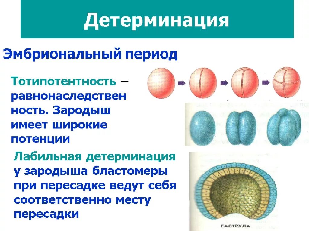 Значение эмбрионального этапа. Эмбриональный период схема. Этапы эмбрионального развития. Стадии эмбрионального развития человека. Этапы эмбрионального периода.