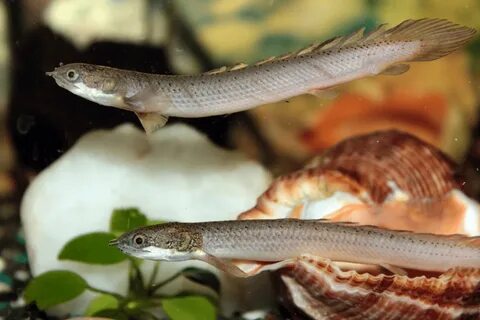 Dinosaur bichir care