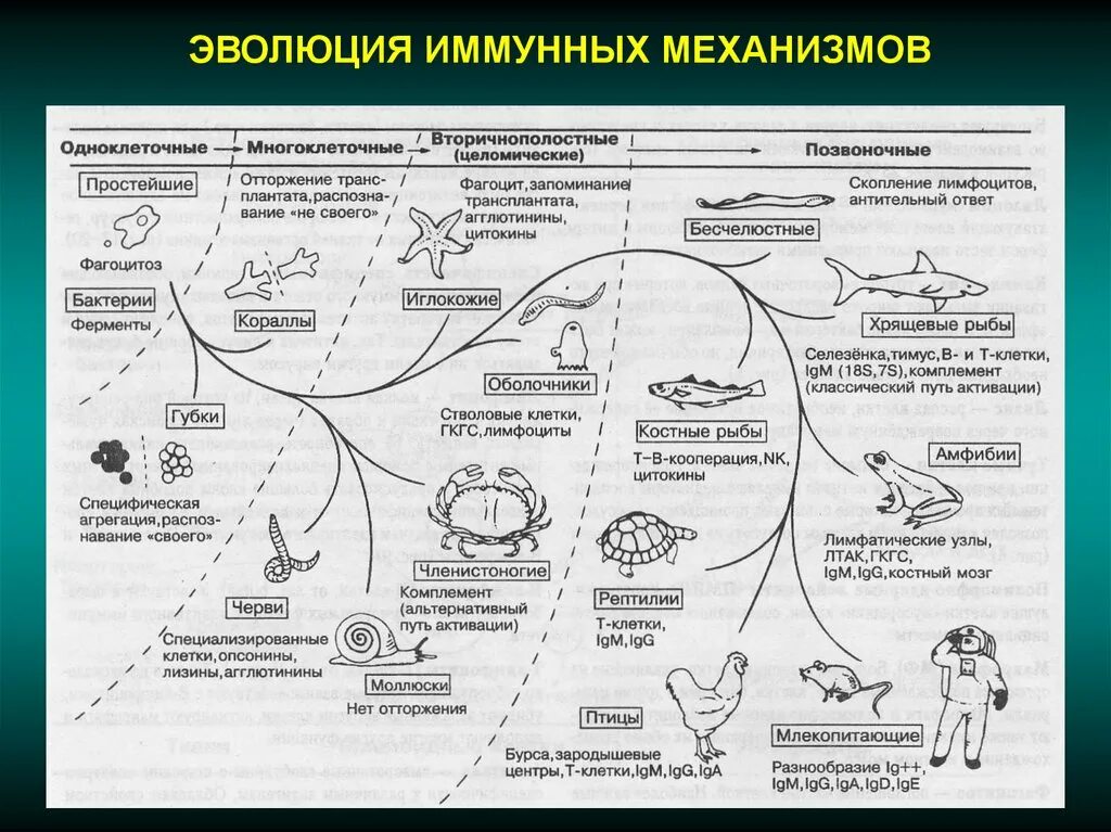 Эволюция систем реферат. Эволюция иммунных механизмов. этапы эволюции иммунной системы. эволюция иммунной системы у беспозвоночных. эволюция иммунной системы животных.