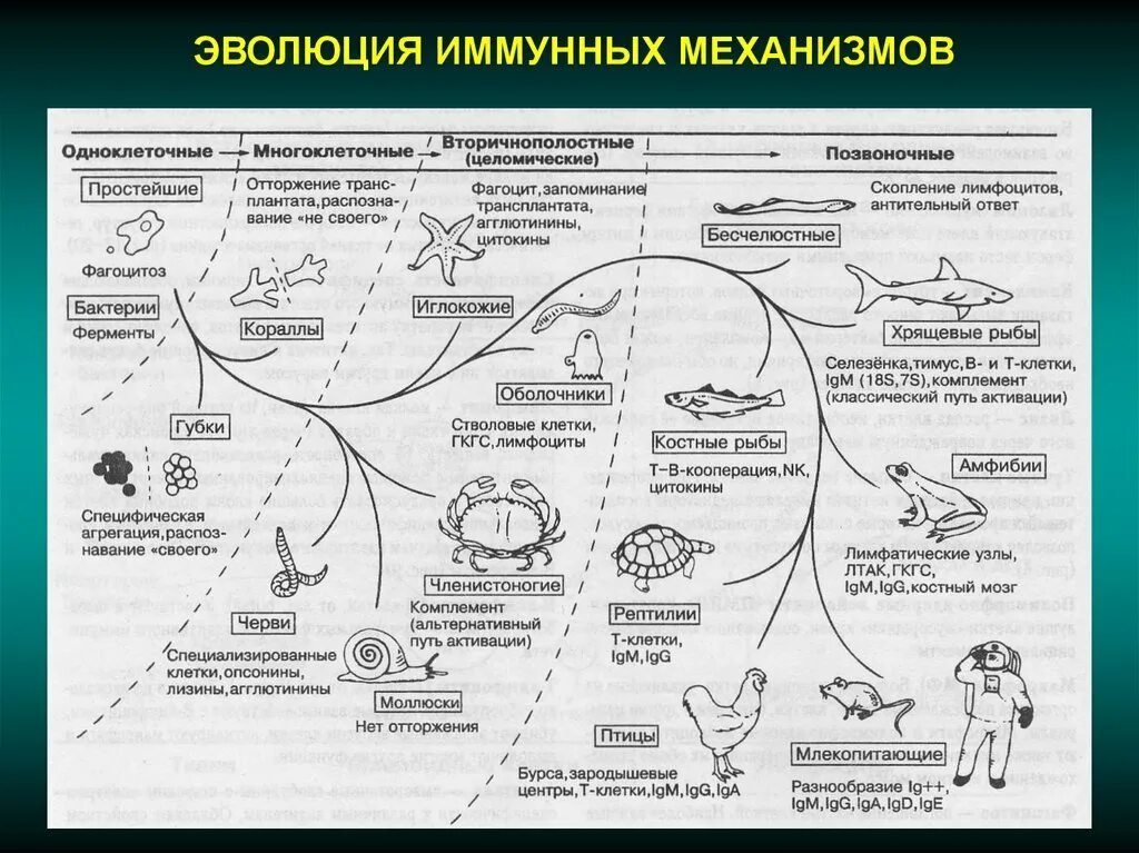 Этапы эволюции многоклеточных. Эволюция иммунных механизмов. Этапы эволюции иммунной системы. Эволюция иммунной системы у беспозвоночных. Схема развития иммунной системы.