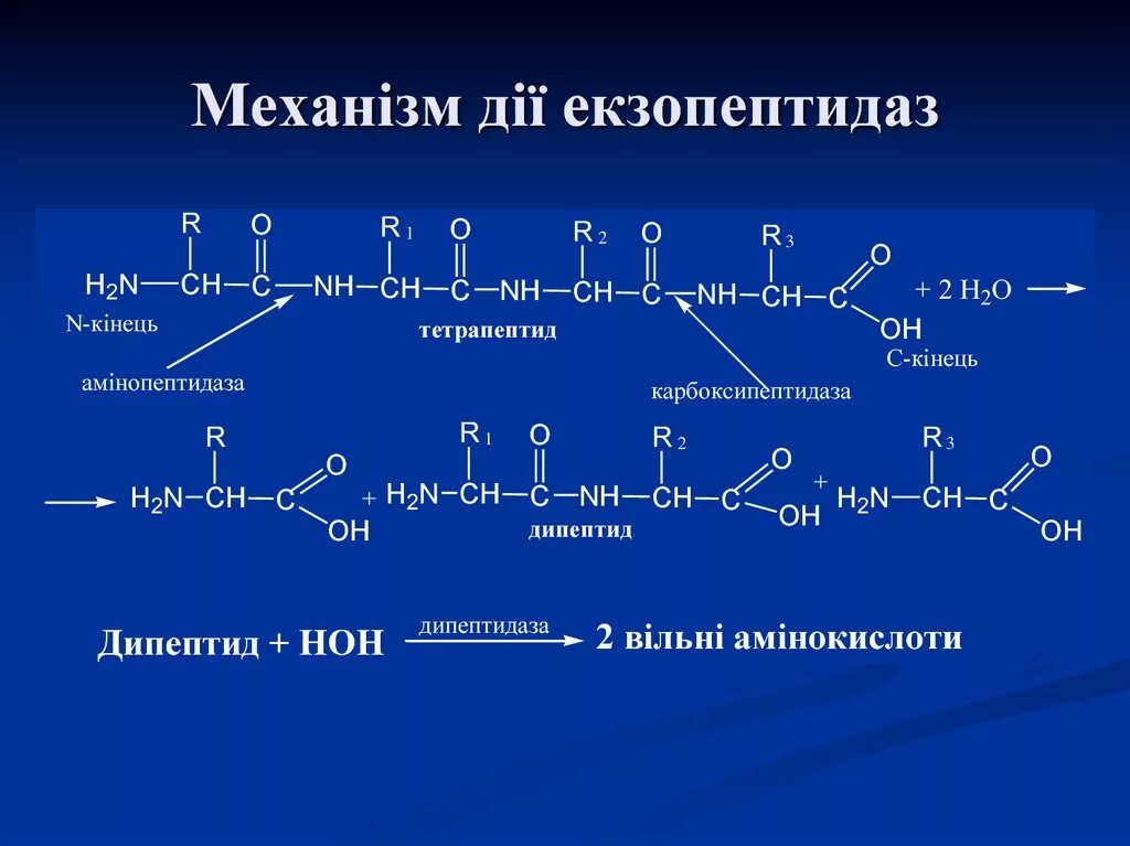 Ала сер про. Гидролиз пептидов и белков. Ферментативный гидролиз пептидов. Гидролиз пептидов пептидами. Гидролиз пептидных связей.