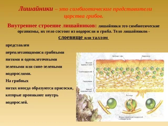 Строение лишайника 5 класс биология. Строение лишайника 7 класс биология. Строение лишайников 7 класс. Лишайники строение тела.