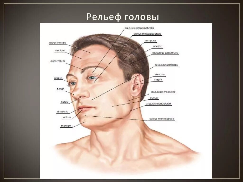 Лицо часть головы человека. Части лица человека анатомия. Анатомия лица части лица. Название частей головы. Строение лба.
