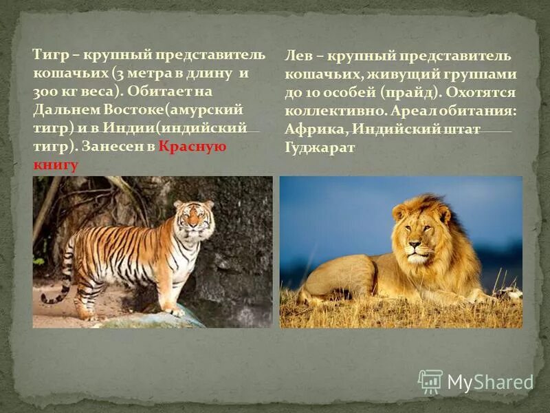 Доклад про белого льва. Рассказ о белом льве. Белый лев описание. Занесен ли лев в красную книгу. Занесен ли лев в красную книгу.