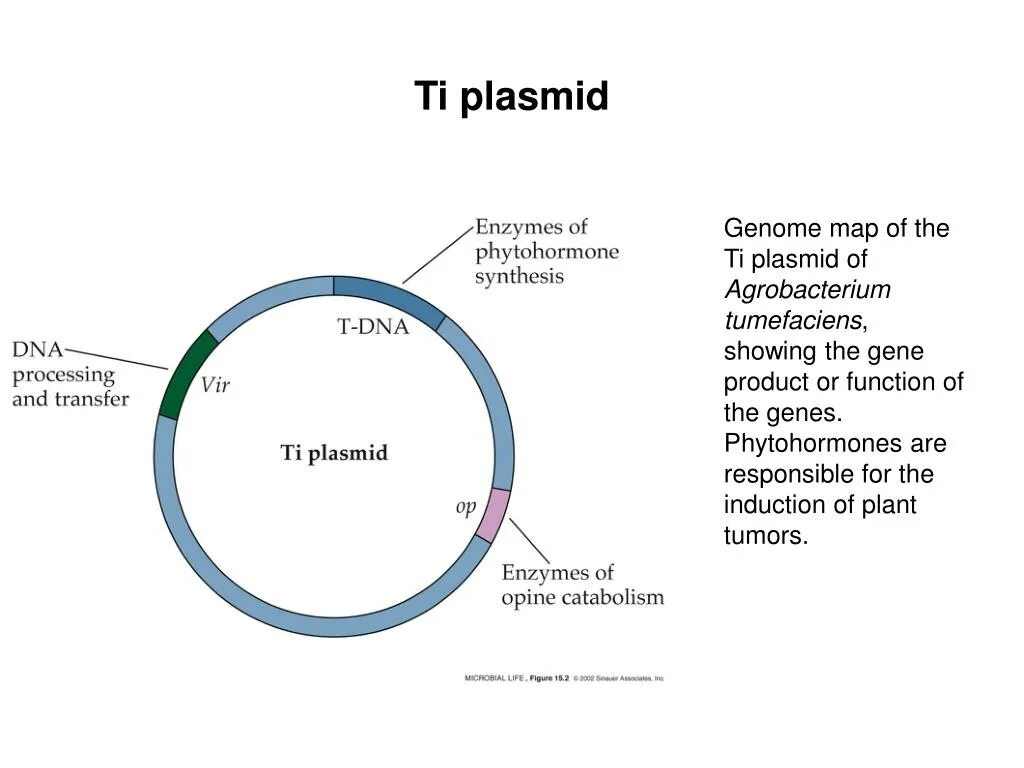 Плазмида кольцевая днк. Ti плазмиды. Структура ti и RI плазмид. Структура ti плазмиды. Плазмиды агробактерий.