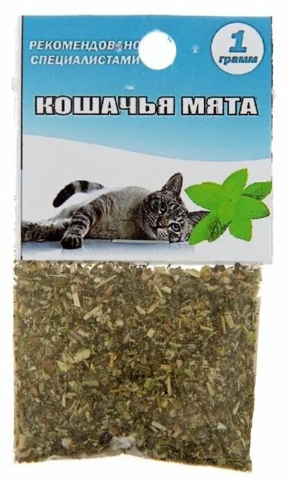 Чем отличается кошачья мята от обычной. Кошачья мята. фото кошачьей мяты. как выглядит кошачья мята. кошачья мята растение.