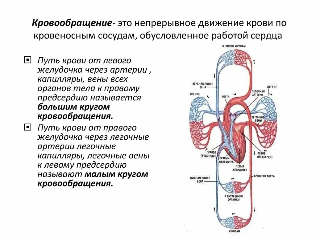 Сосудистая гемодинамика. Схема движения крови по сосудам сердца. Движение крови по сосудам регуляция кровоснабжения 8. Движение крови по сосудам 8 класс биология. Малый и большой круг кровообращения человека схема.