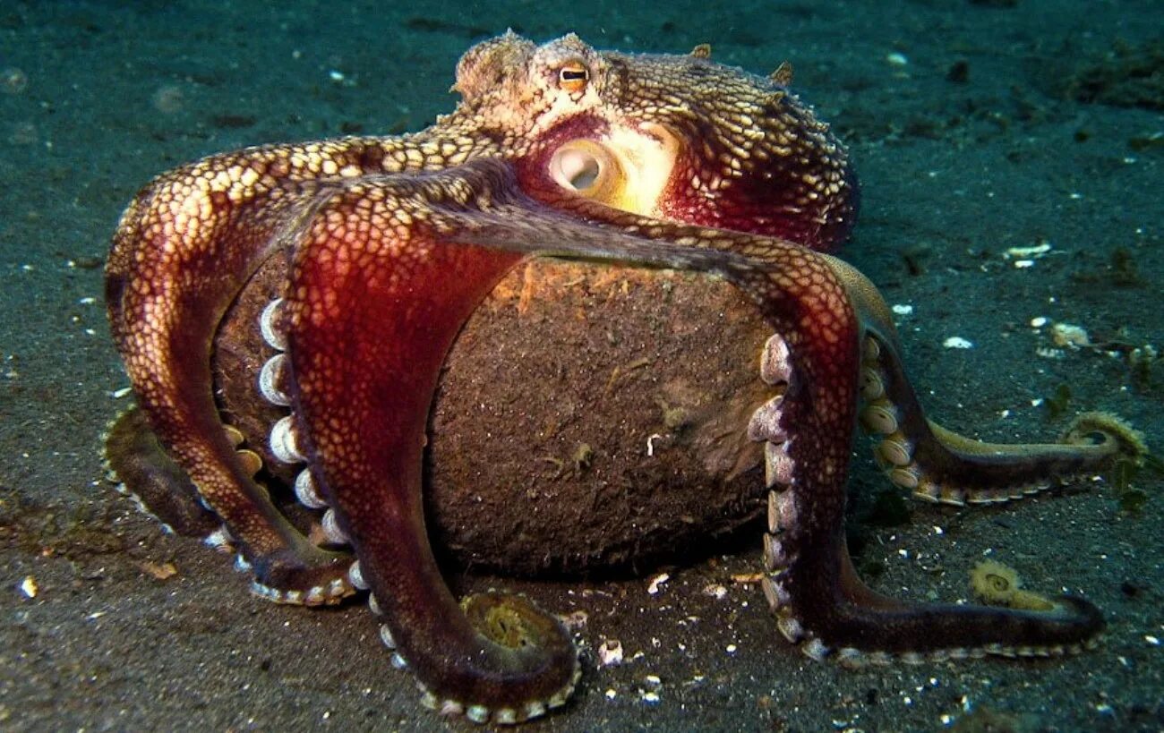 Осьминог залез в. Amphioctopus marginatus. спрут головоногий моллюск. кокосовый осьминог (coconut octopus). головоногие осьминог.
