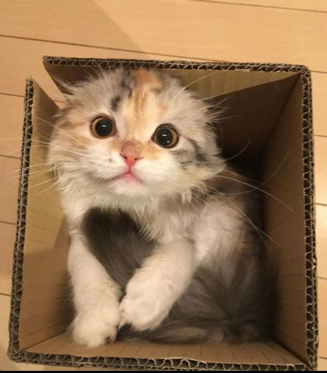 Кот квадратный какая. Котенок. Котик в коробке. Милые котята в коробке. Котенок в коробочке.